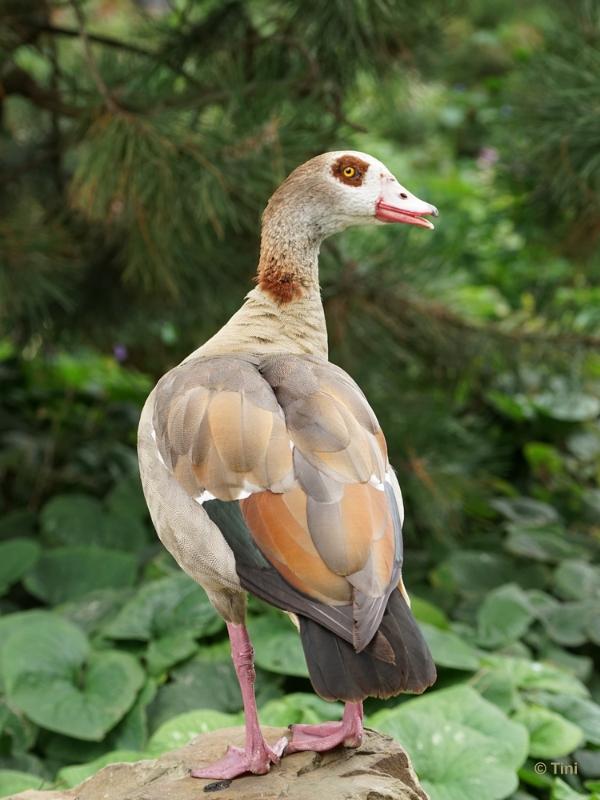 bdFoto 31.JPG - Artis en de hortus botanicus